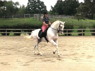 dressage horse training boarding orange county ny